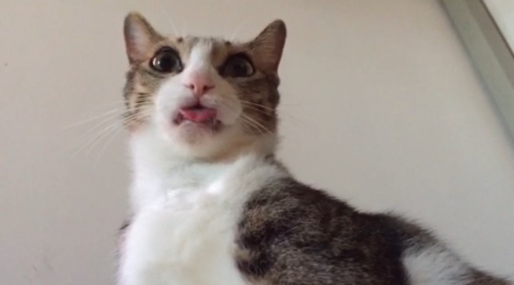 kitten